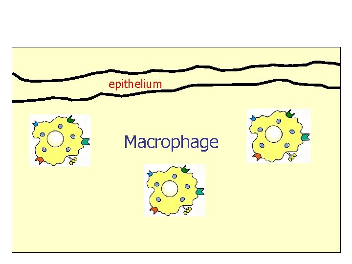 epithelium Macrophage 