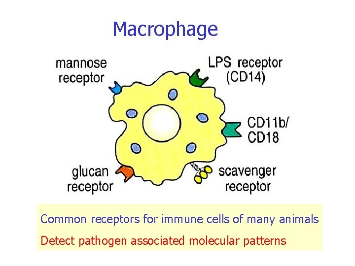 Macrophage Common receptors for immune cells of many animals Detect pathogen associated molecular patterns