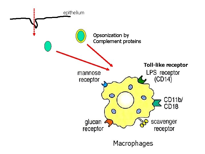 epithelium Opsonization by Complement proteins Toll-like receptor Macrophages 