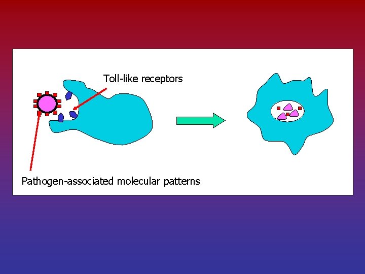 Toll-like receptors Pathogen-associated molecular patterns 