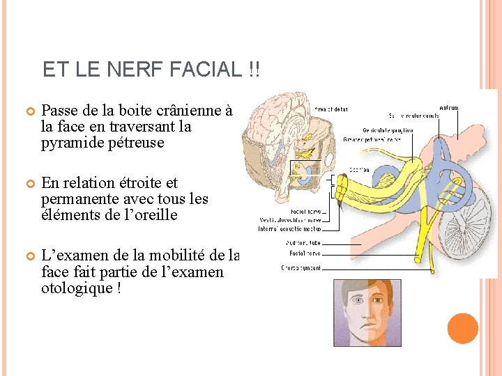 ET LE NERF FACIAL !! Passe de la boite crânienne à la face en