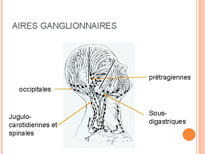 AIRES GANGLIONNAIRES prétragiennes occipitales Jugulocarotidiennes et spinales Sousdigastriques 