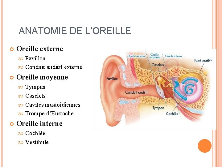 ANATOMIE DE L’OREILLE Oreille externe Pavillon Conduit auditif externe Oreille moyenne Tympan Osselets Cavités