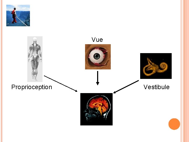 VESTIBULE ET SYSTÈME D’ÉQUILIBRATION Vue Proprioception Vestibule 