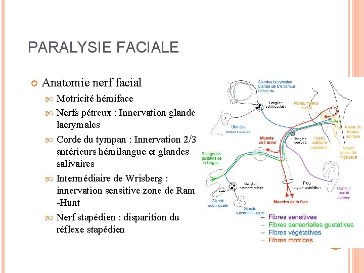 PARALYSIE FACIALE Anatomie nerf facial Motricité hémiface Nerfs pétreux : Innervation glandes lacrymales Corde