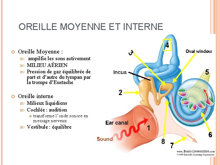 OREILLE MOYENNE ET INTERNE Oreille Moyenne : ampilfie les sons activement MILIEU AÉRIEN Pression