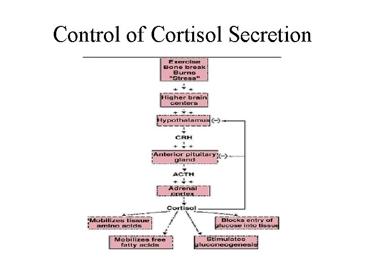 Control of Cortisol Secretion 