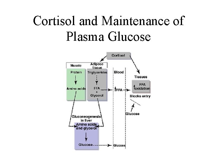 Cortisol and Maintenance of Plasma Glucose 