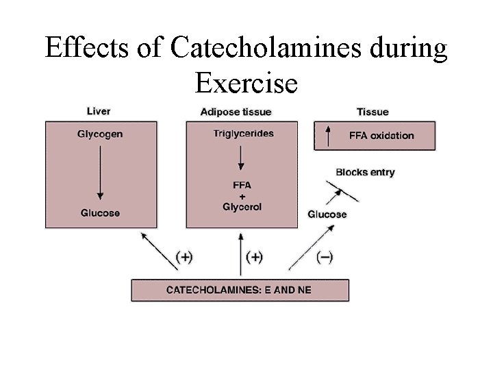Effects of Catecholamines during Exercise 