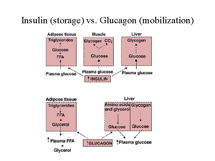Insulin (storage) vs. Glucagon (mobilization) 