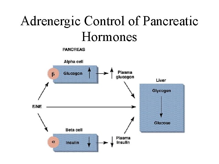 Adrenergic Control of Pancreatic Hormones 
