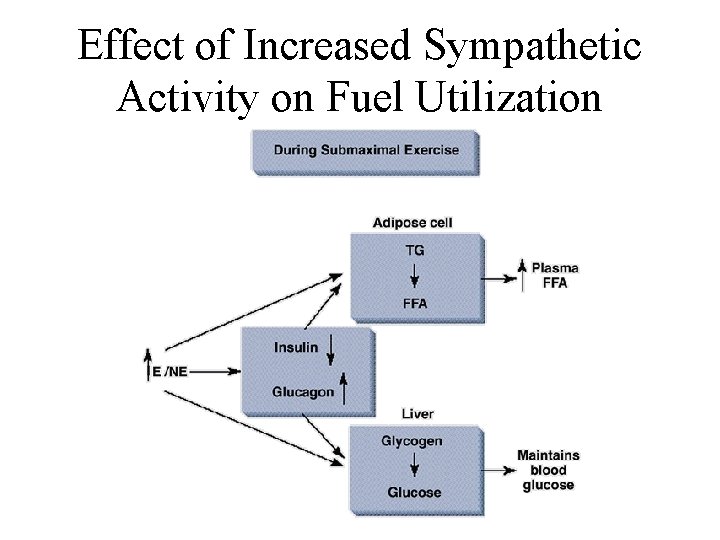Effect of Increased Sympathetic Activity on Fuel Utilization 