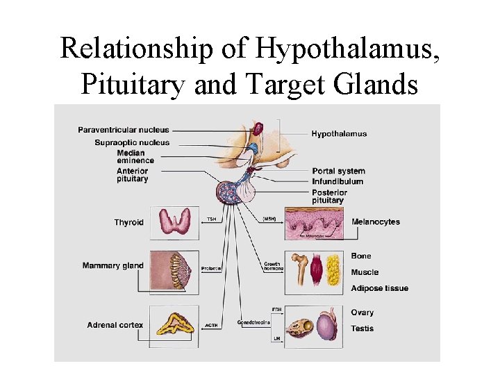 Relationship of Hypothalamus, Pituitary and Target Glands 