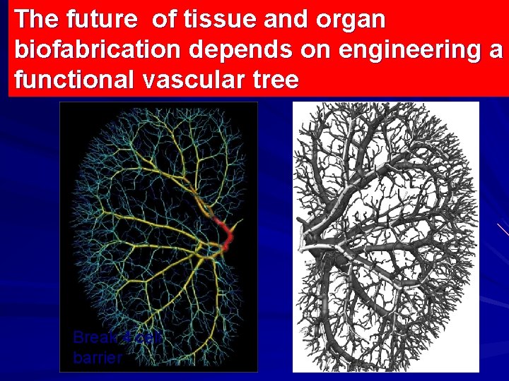 The future of tissue and organ biofabrication depends on engineering a functional vascular tree