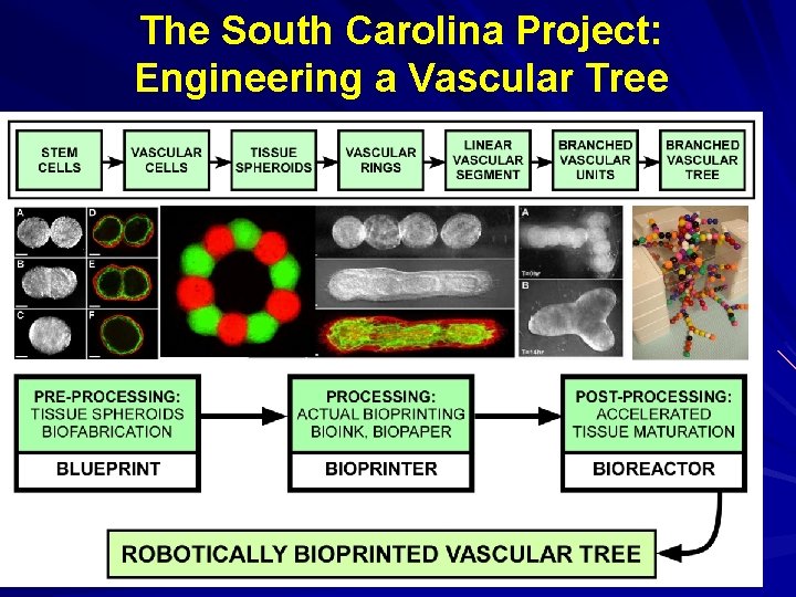 The South Carolina Project: Engineering a Vascular Tree 