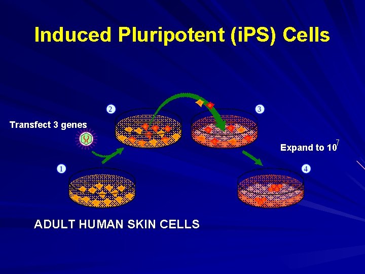 Induced Pluripotent (i. PS) Cells Transfect 3 genes 7 Expand to 10 ADULT HUMAN