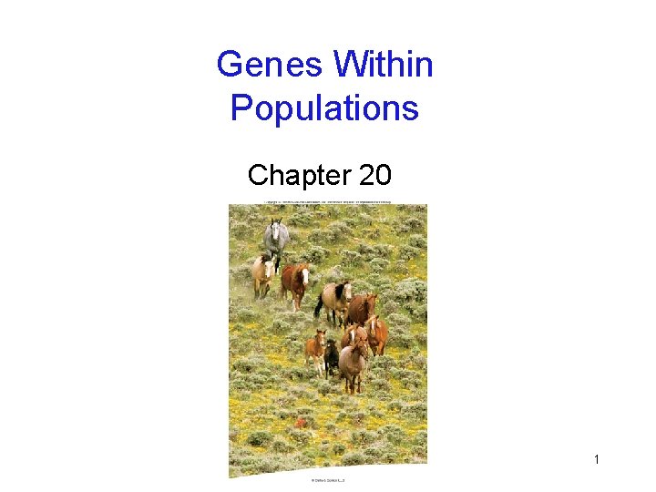 Genes Within Populations Chapter 20 1 