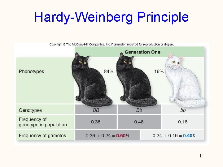 Hardy-Weinberg Principle 11 