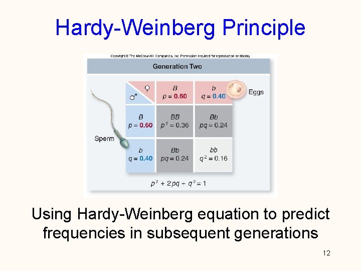 Hardy-Weinberg Principle Using Hardy-Weinberg equation to predict frequencies in subsequent generations 12 