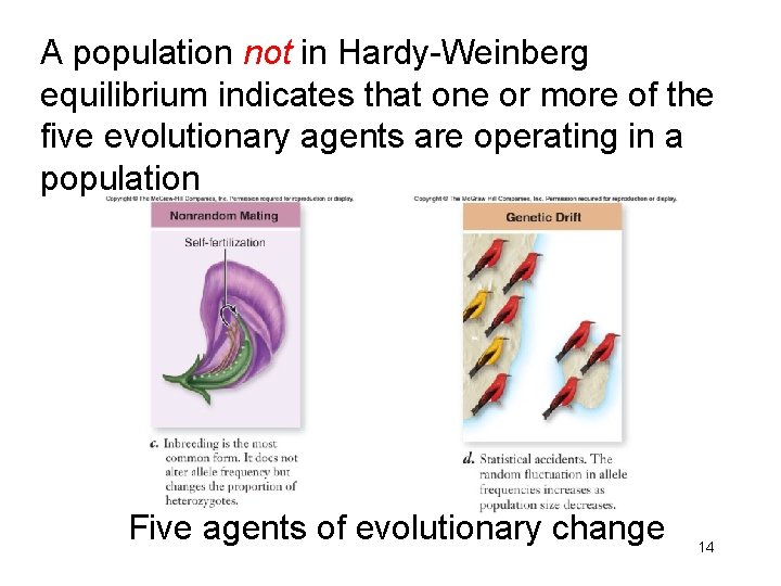 A population not in Hardy-Weinberg equilibrium indicates that one or more of the five