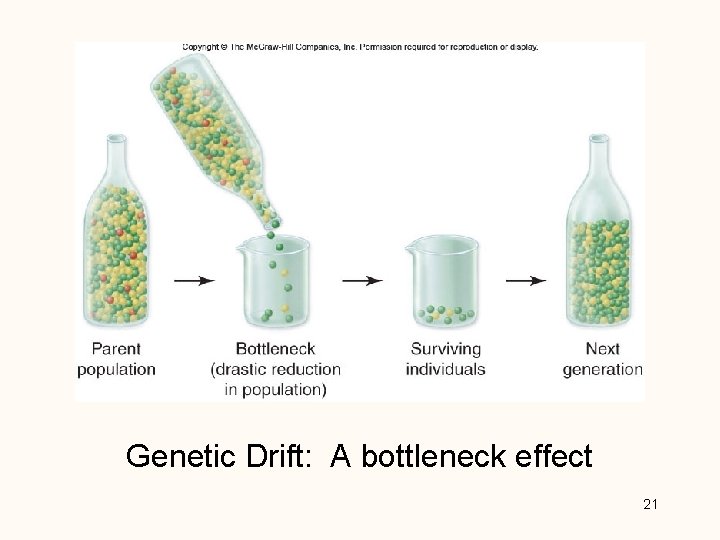 Genetic Drift: A bottleneck effect 21 