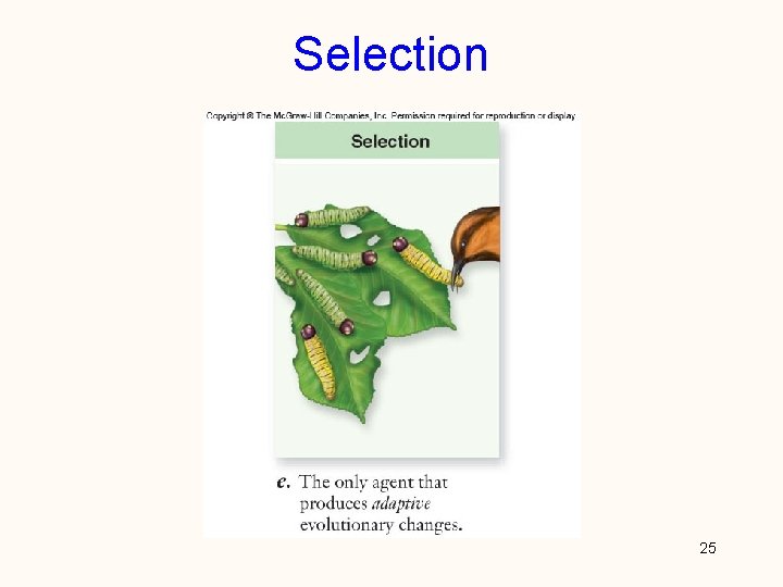 Selection 25 