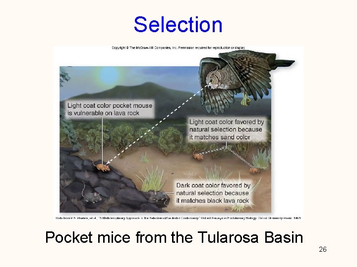 Selection Pocket mice from the Tularosa Basin 26 