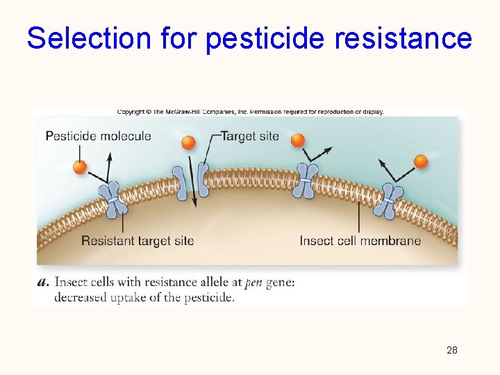 Selection for pesticide resistance 28 