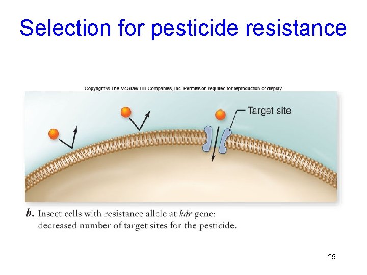 Selection for pesticide resistance 29 