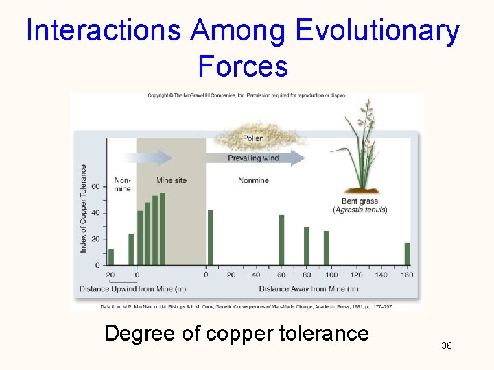 Interactions Among Evolutionary Forces Degree of copper tolerance 36 