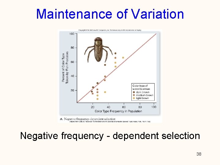 Maintenance of Variation Negative frequency - dependent selection 38 