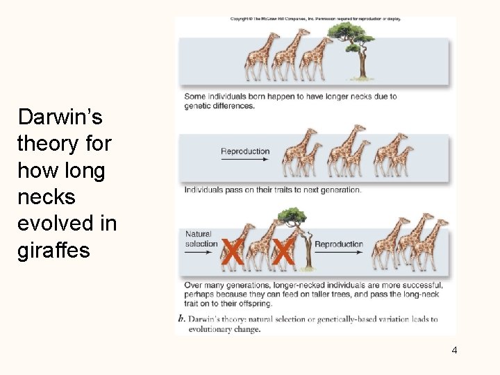 Darwin’s theory for how long necks evolved in giraffes 4 