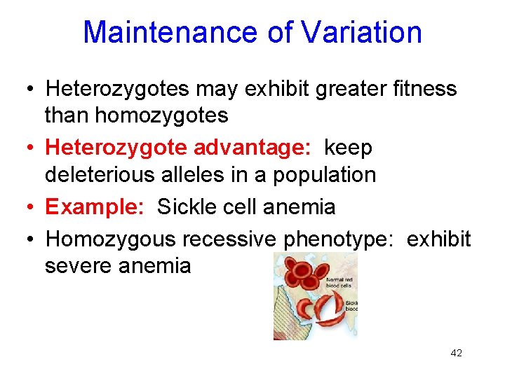 Maintenance of Variation • Heterozygotes may exhibit greater fitness than homozygotes • Heterozygote advantage: