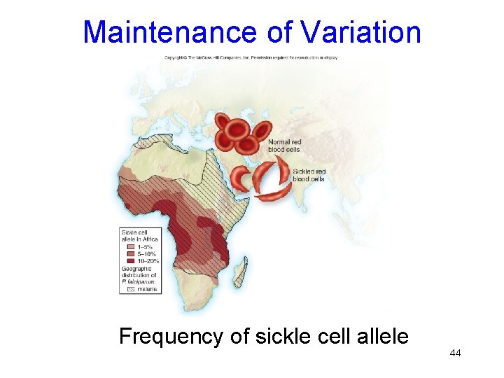 Maintenance of Variation Frequency of sickle cell allele 44 