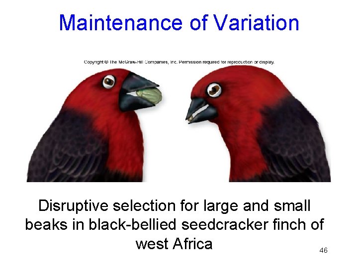 Maintenance of Variation Disruptive selection for large and small beaks in black-bellied seedcracker finch