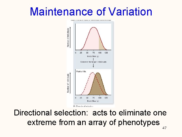 Maintenance of Variation Directional selection: acts to eliminate one extreme from an array of