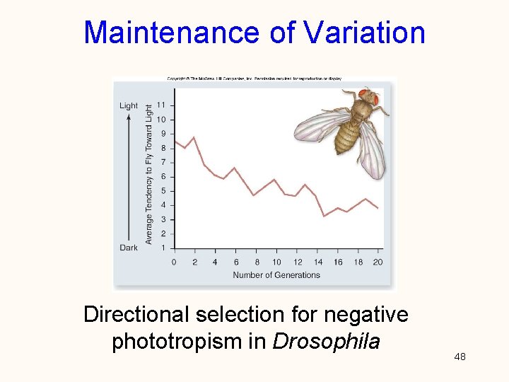 Maintenance of Variation Directional selection for negative phototropism in Drosophila 48 