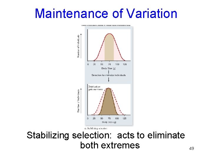Maintenance of Variation Stabilizing selection: acts to eliminate both extremes 49 