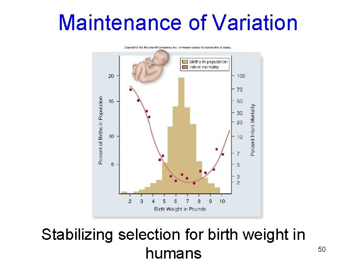 Maintenance of Variation Stabilizing selection for birth weight in humans 50 