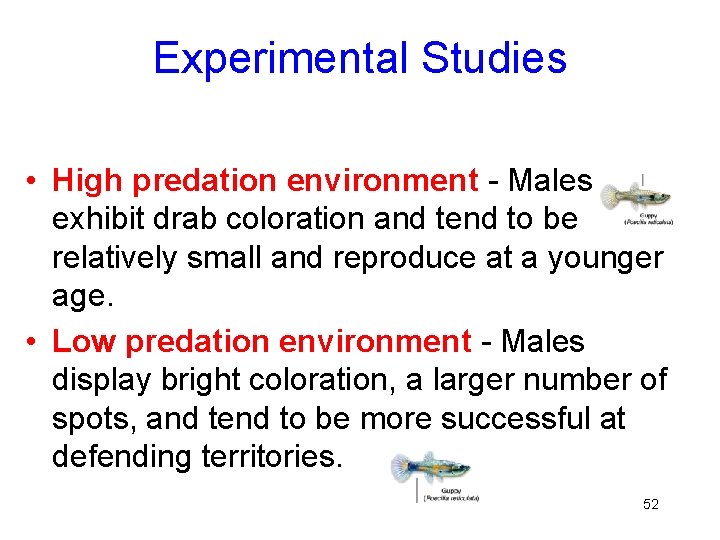 Experimental Studies • High predation environment - Males exhibit drab coloration and tend to
