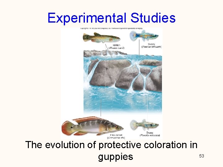 Experimental Studies The evolution of protective coloration in 53 guppies 