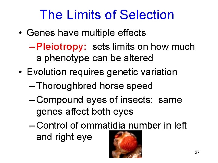 The Limits of Selection • Genes have multiple effects – Pleiotropy: sets limits on