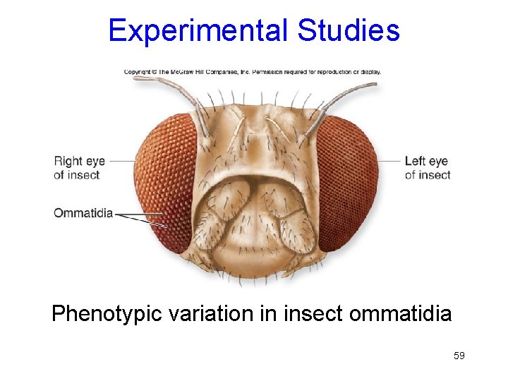 Experimental Studies Phenotypic variation in insect ommatidia 59 