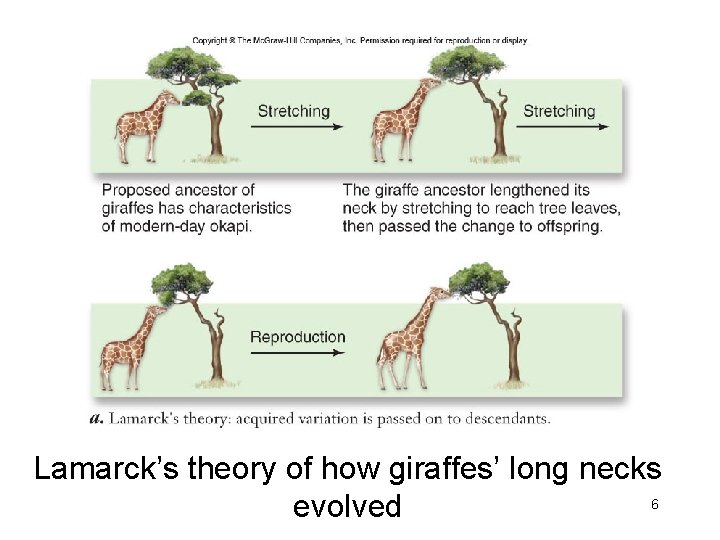Lamarck’s theory of how giraffes’ long necks 6 evolved 