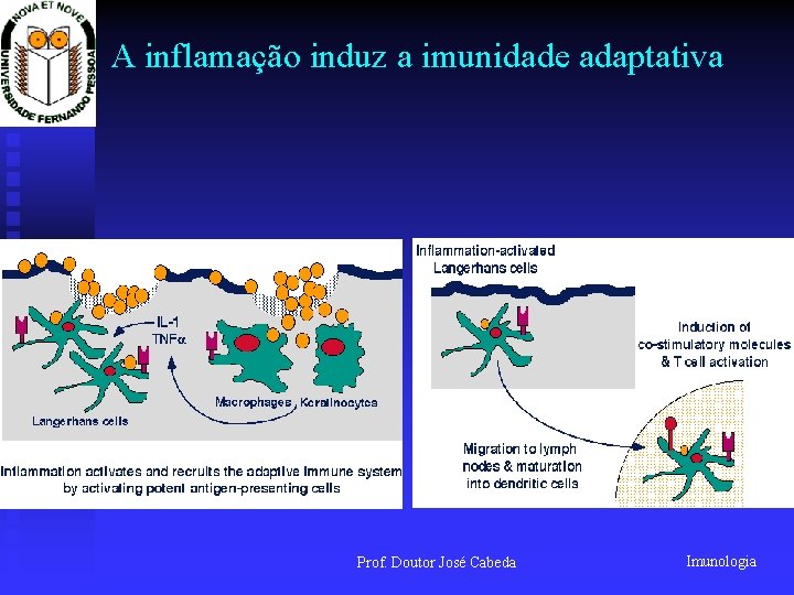 A inflamação induz a imunidade adaptativa Prof. Doutor José Cabeda Imunologia 