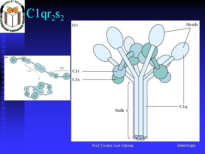 C 1 qr 2 s 2 Prof. Doutor José Cabeda Imunologia 