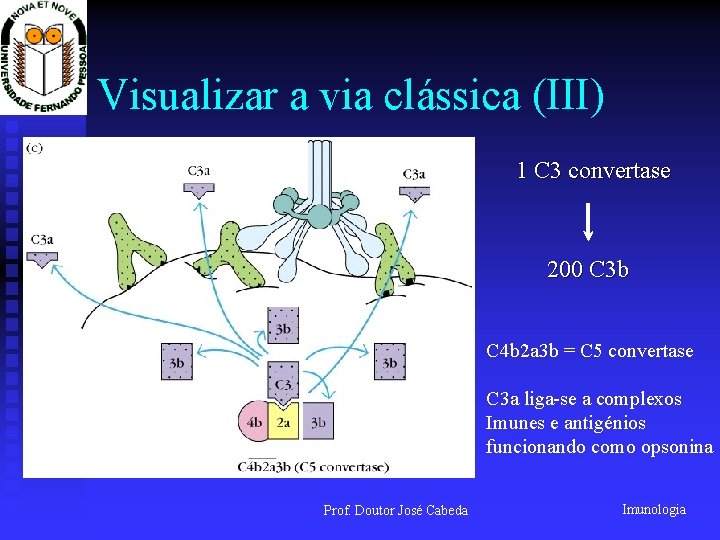 Visualizar a via clássica (III) 1 C 3 convertase 200 C 3 b C