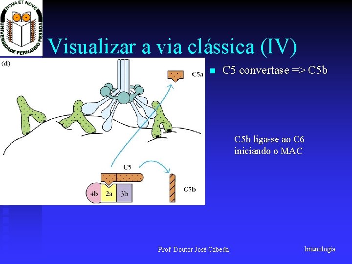 Visualizar a via clássica (IV) n C 5 convertase => C 5 b liga-se