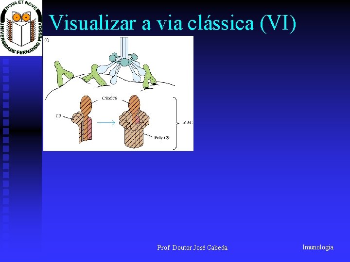 Visualizar a via clássica (VI) Prof. Doutor José Cabeda Imunologia 