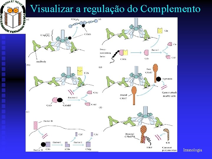 Visualizar a regulação do Complemento Prof. Doutor José Cabeda Imunologia 